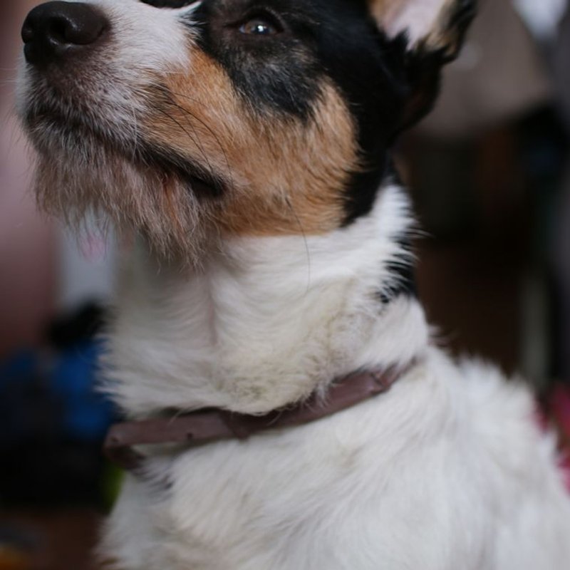 Jack Russell - photo galerie 3