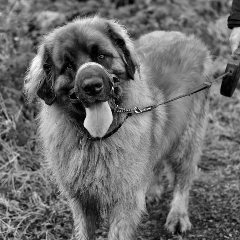 Leonberg - photo galerie 3