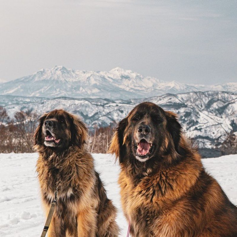 Leonberg - photo galerie 4