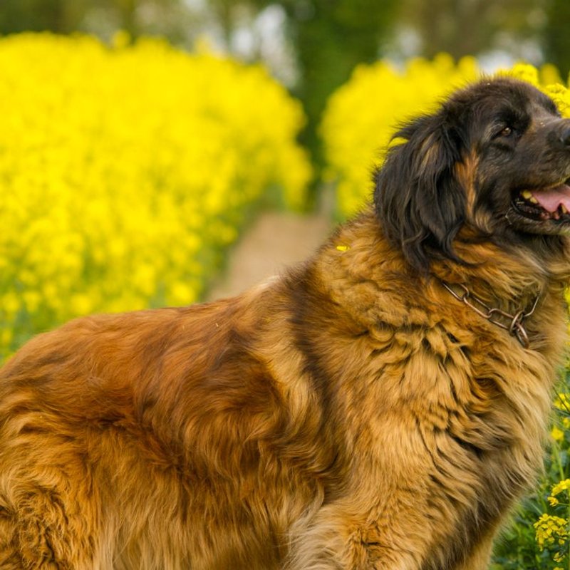 Leonberg - photo galerie 2