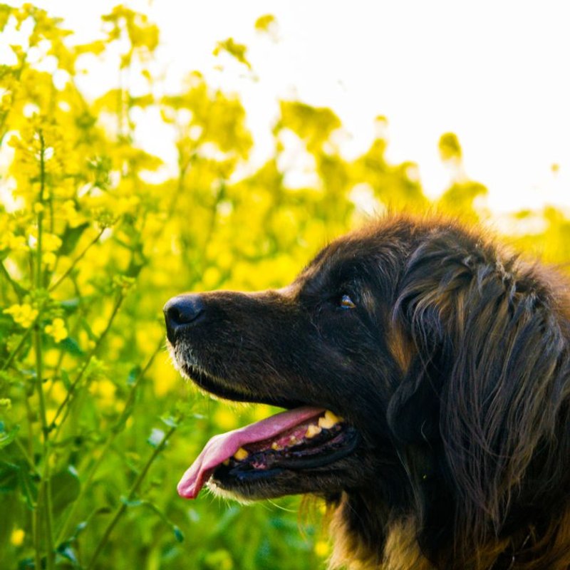 Leonberg - photo galerie 1