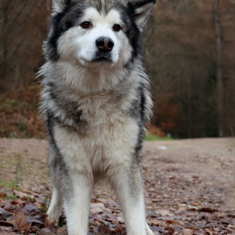 Malamute d'Alaska - photo galerie 1