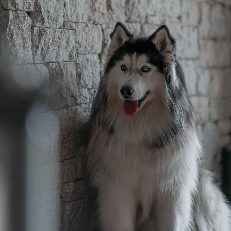 Malamute d'Alaska - photo galerie 3