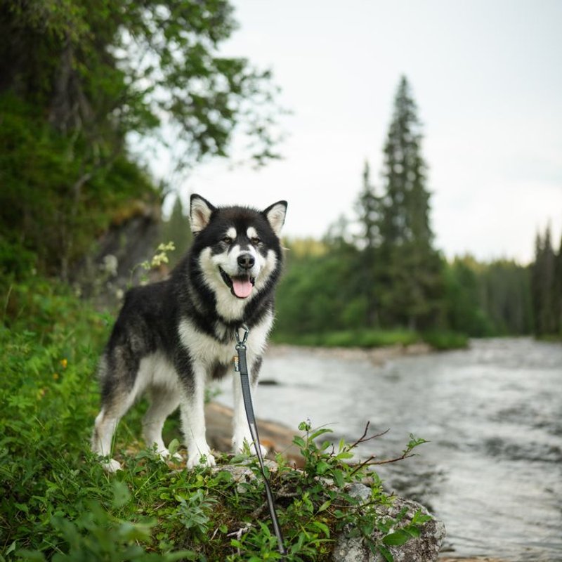 Malamute d'Alaska - photo galerie 2