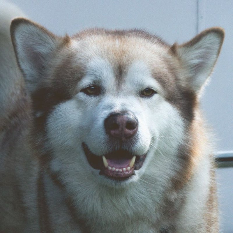 Malamute d'Alaska - photo galerie 4