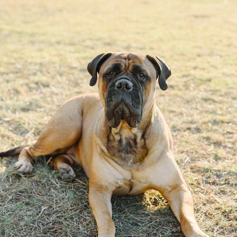 Mastiff Anglais - photo galerie 4