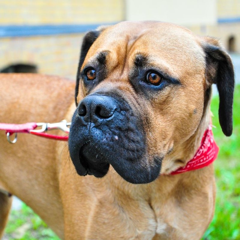 Mastiff Anglais - photo galerie 2