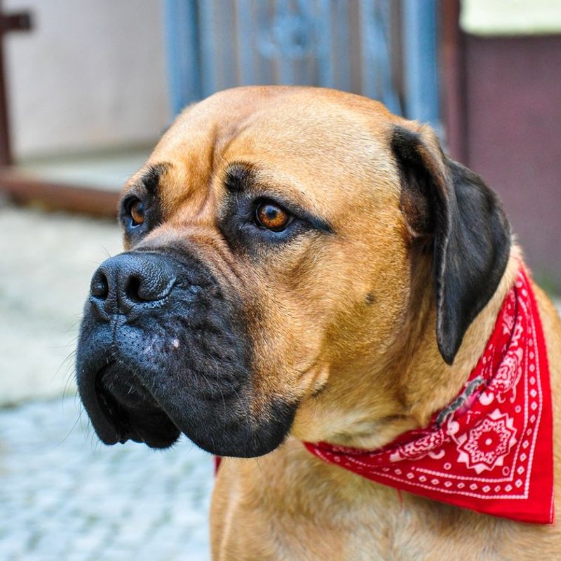 Mastiff Anglais - photo galerie 1