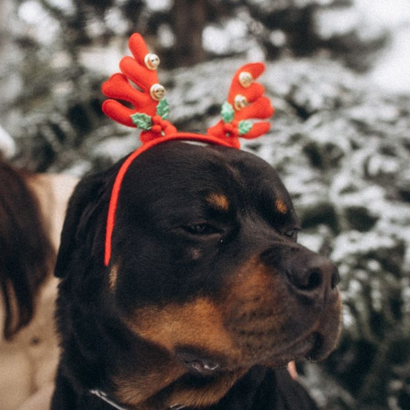 Rottweiler - photo galerie 4