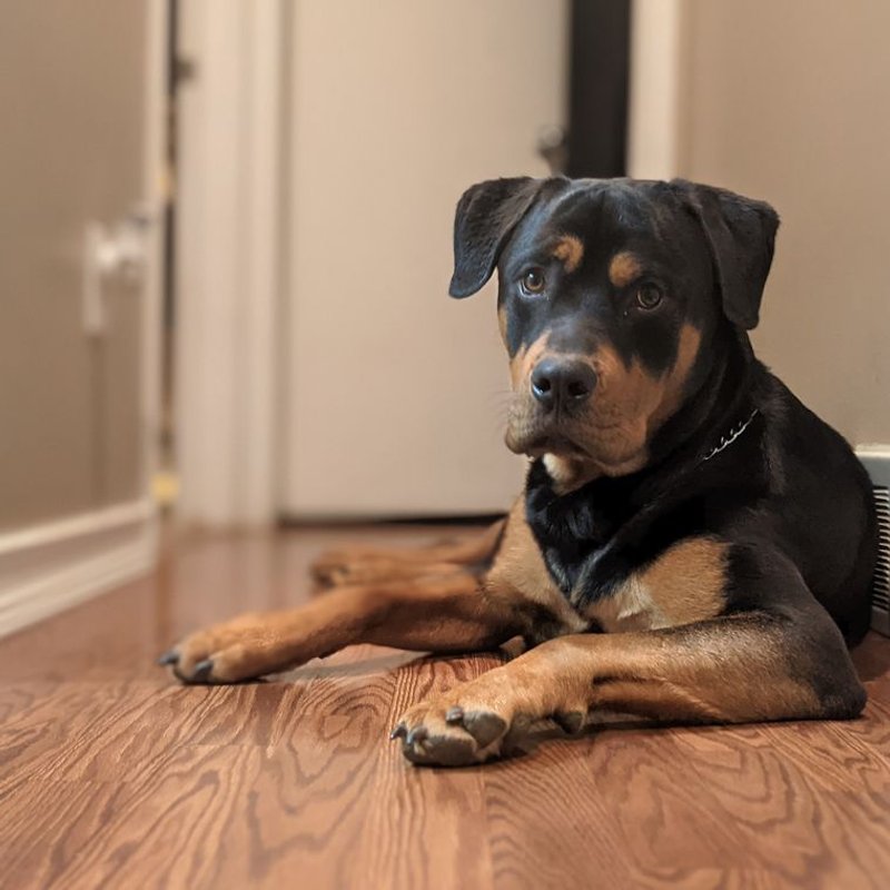 Rottweiler - photo galerie 1