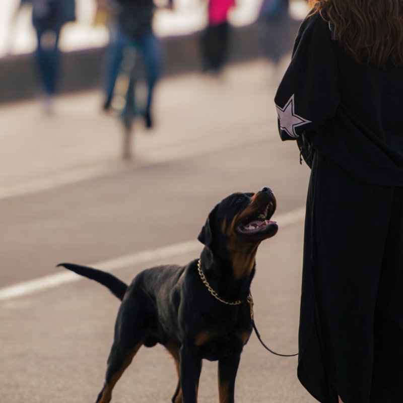 Rottweiler - photo galerie 2
