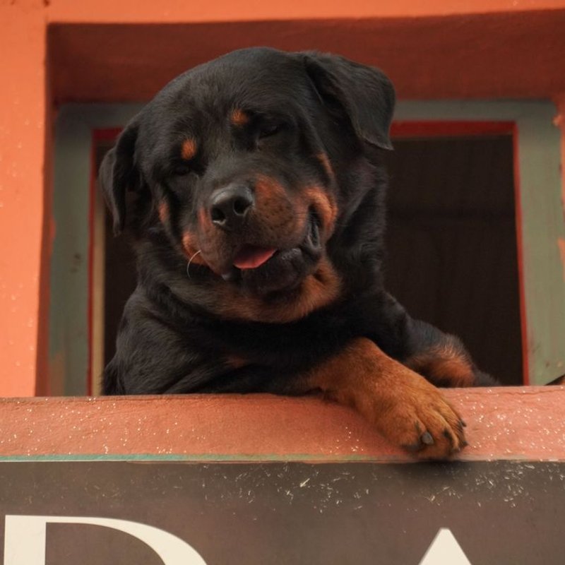 Rottweiler - photo galerie 3