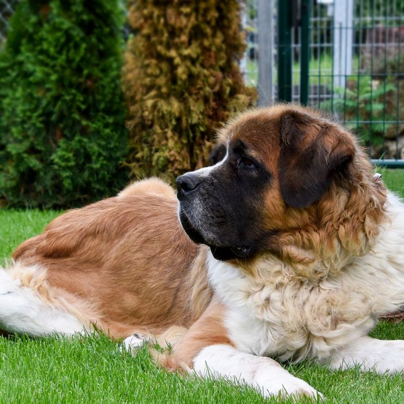 Saint-Bernard - photo galerie 4
