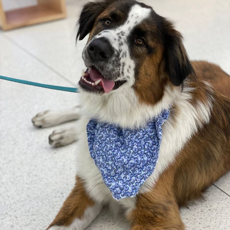 Saint-Bernard - photo galerie 1