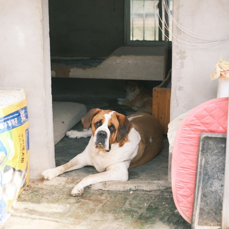 Saint-Bernard - photo galerie 3