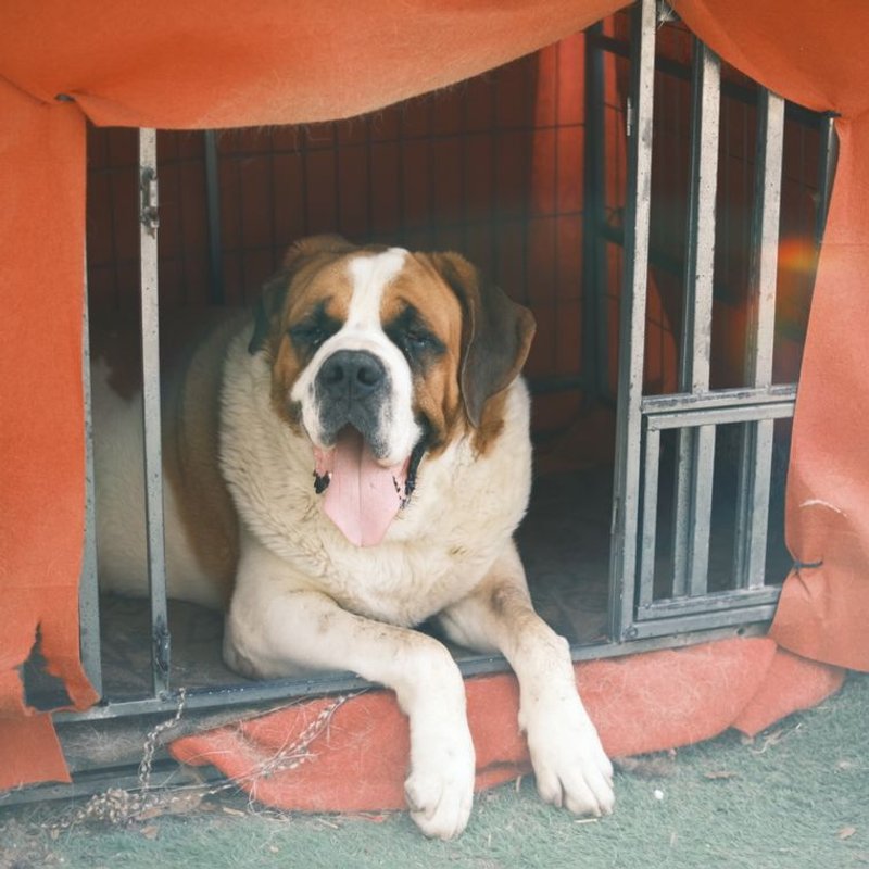 Saint-Bernard - photo galerie 2