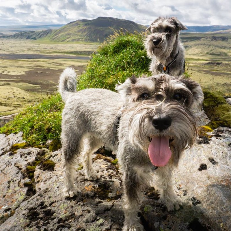 Schnauzer - photo galerie 4