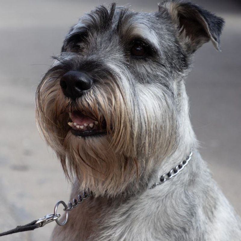 Schnauzer - photo galerie 3