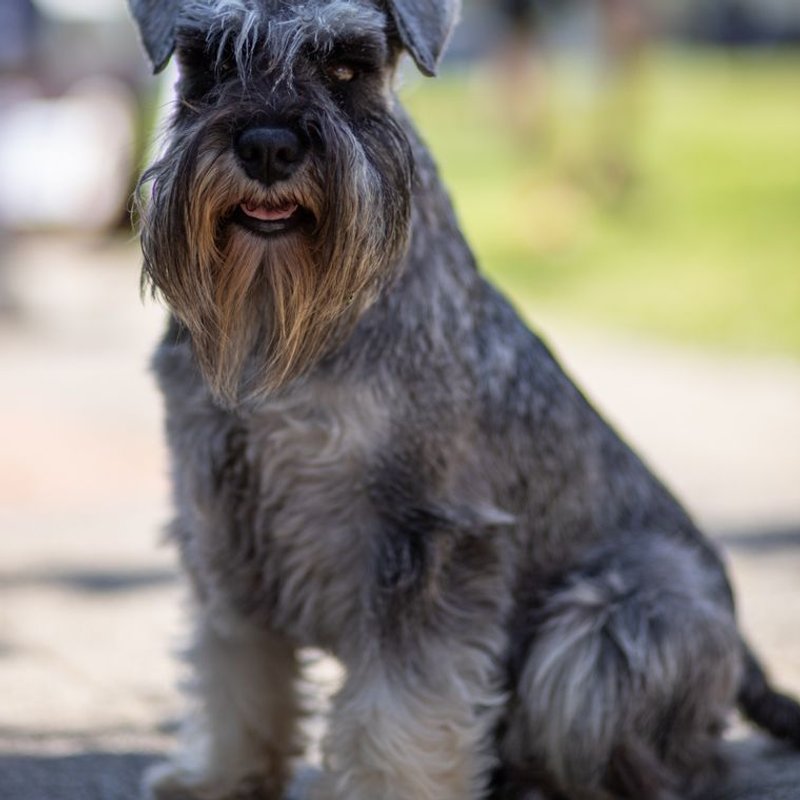 Schnauzer - photo galerie 1