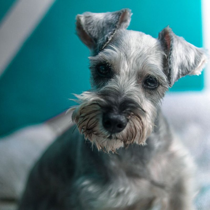 Schnauzer - photo galerie 2