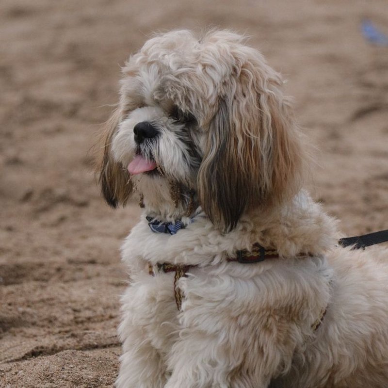 Shih Tzu - photo galerie 4