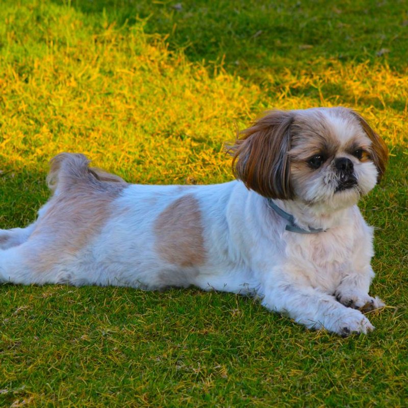 Shih Tzu - photo galerie 1