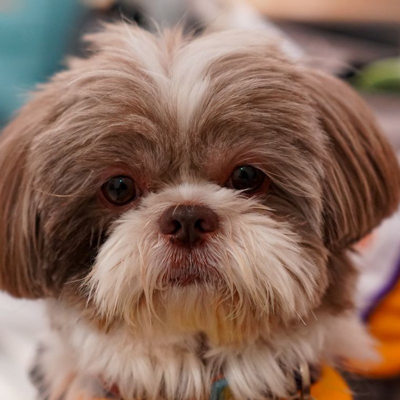 Shih Tzu - photo galerie 2