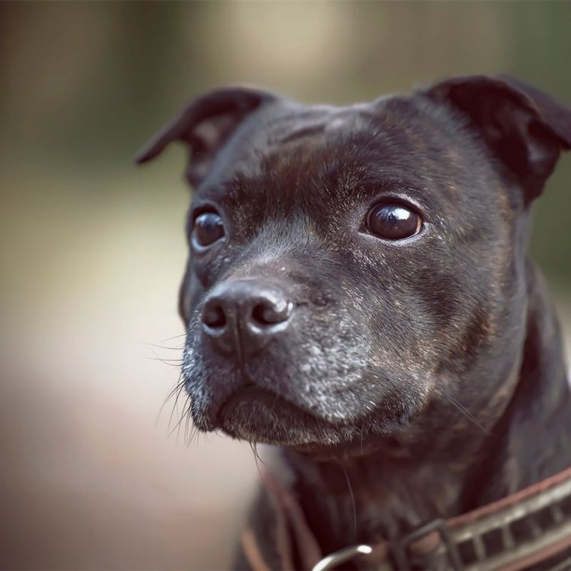 Staffordshire Bull Terrier - photo galerie 1