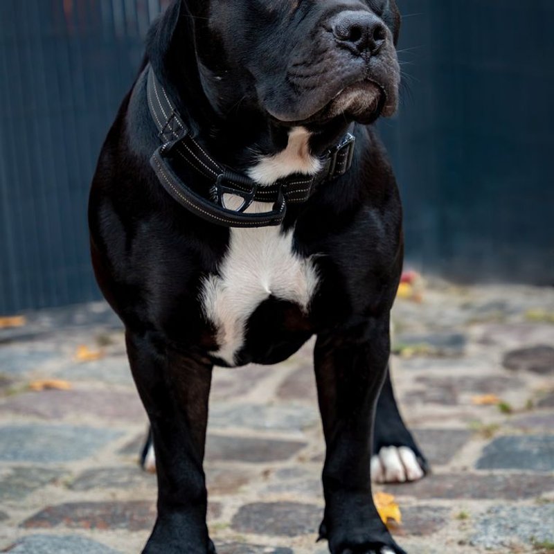 Staffordshire Bull Terrier - photo galerie 4