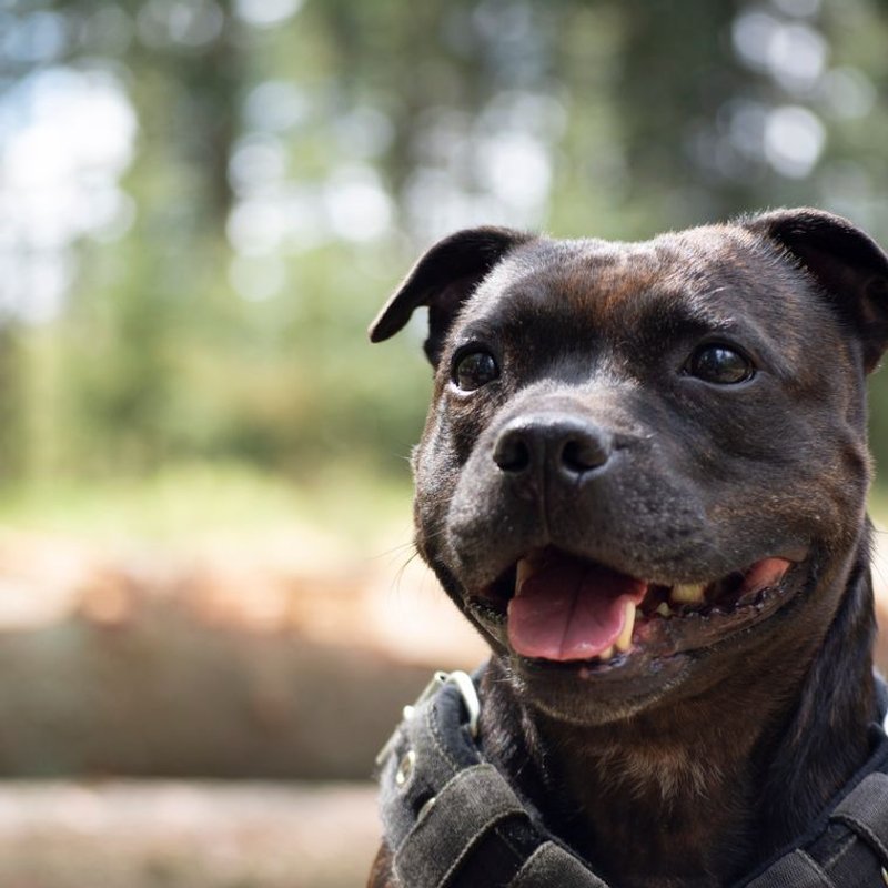 Staffordshire Bull Terrier - photo galerie 2