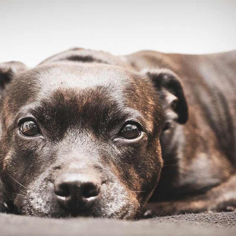 Staffordshire Bull Terrier - photo galerie 3