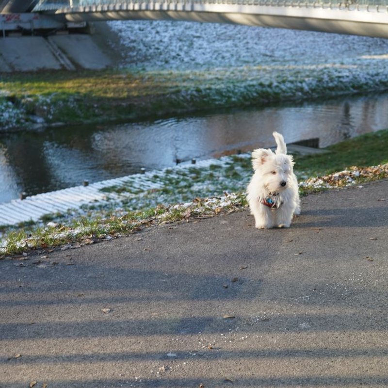 West Highland Terrier - photo galerie 4