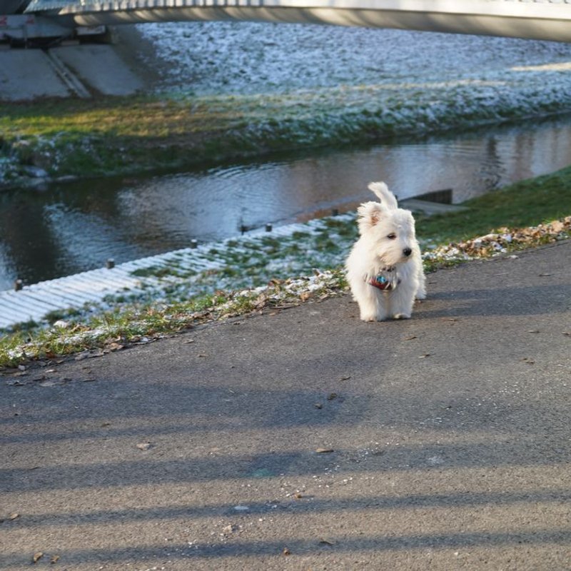 West Highland Terrier - photo galerie 2