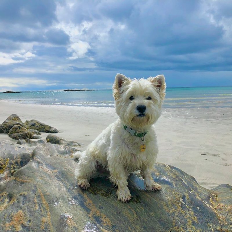 West Highland Terrier - photo galerie 3