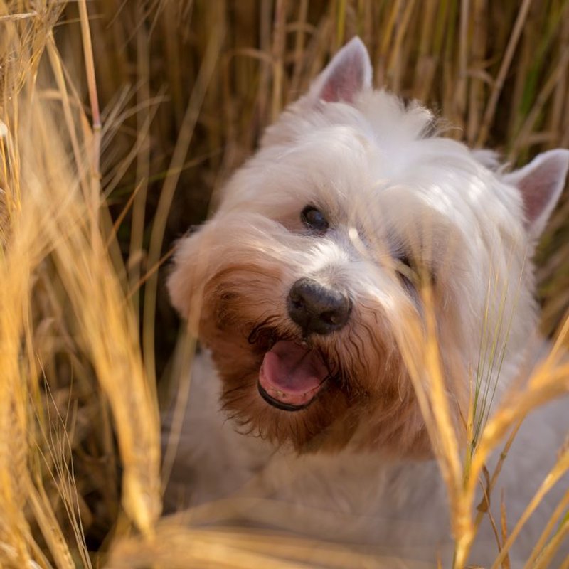 West Highland Terrier - photo galerie 1