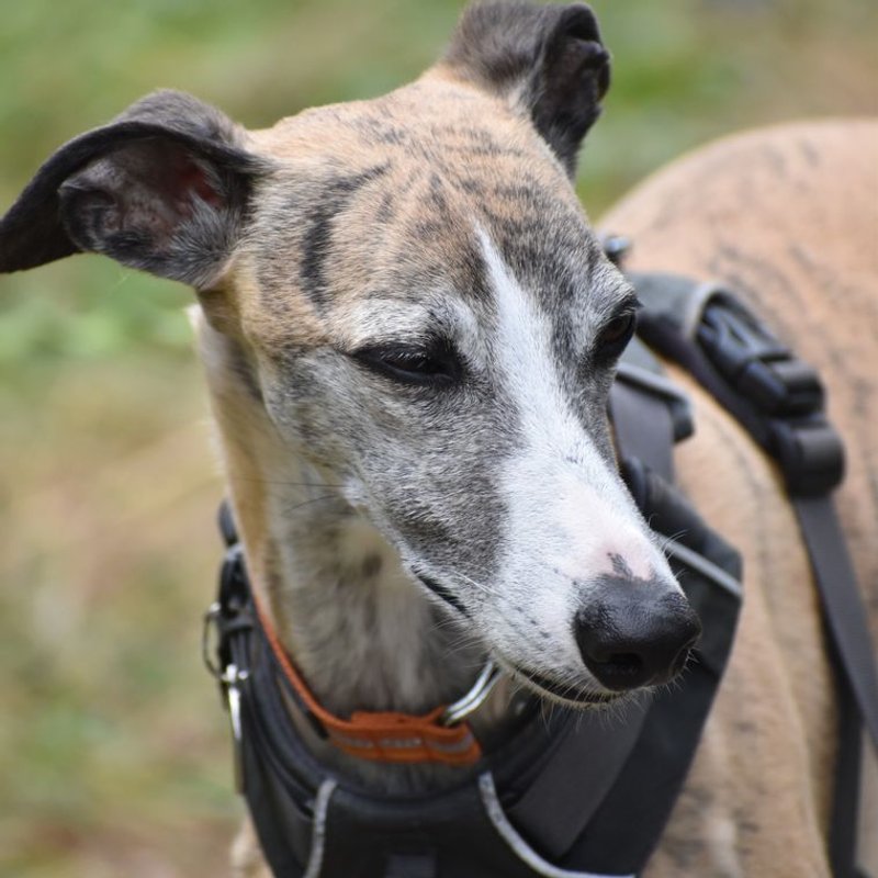 Whippet - photo galerie 3