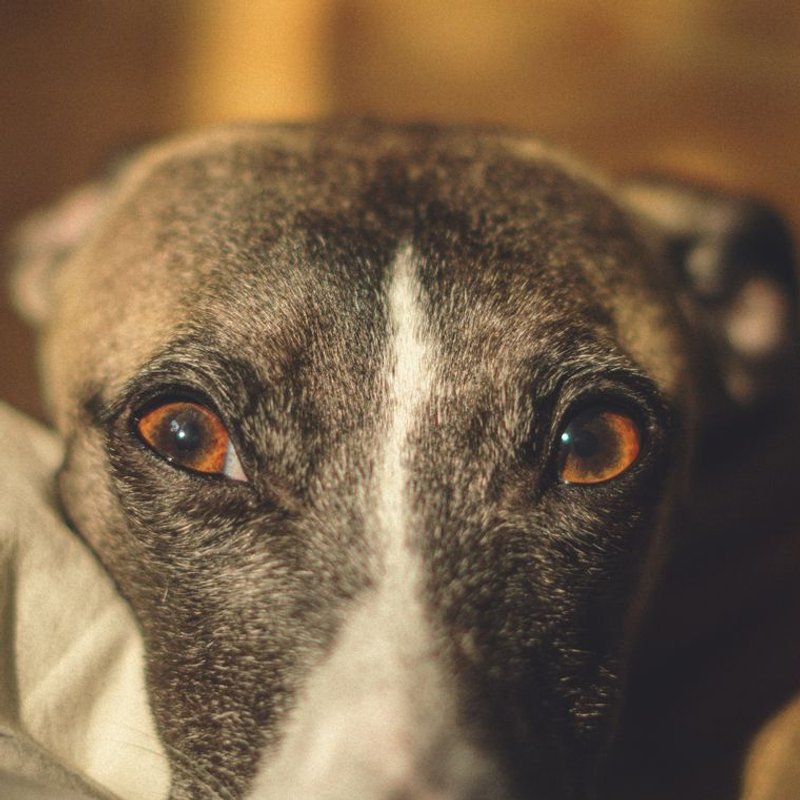 Whippet - photo galerie 1