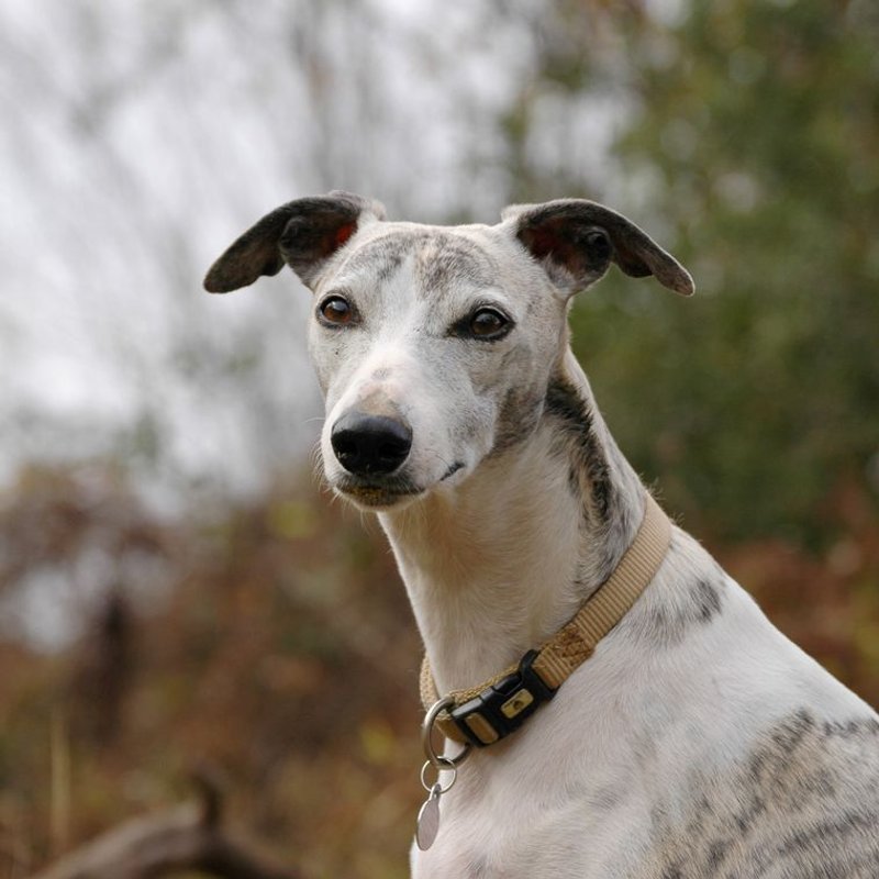 Whippet - photo galerie 2