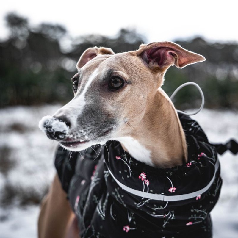 Whippet - photo galerie 4
