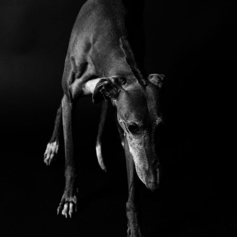 Lévrier - photo galerie 1