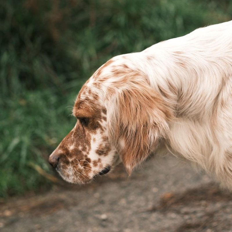 Setter Anglais - photo galerie 4