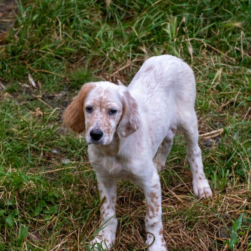 Setter Anglais - photo galerie 3