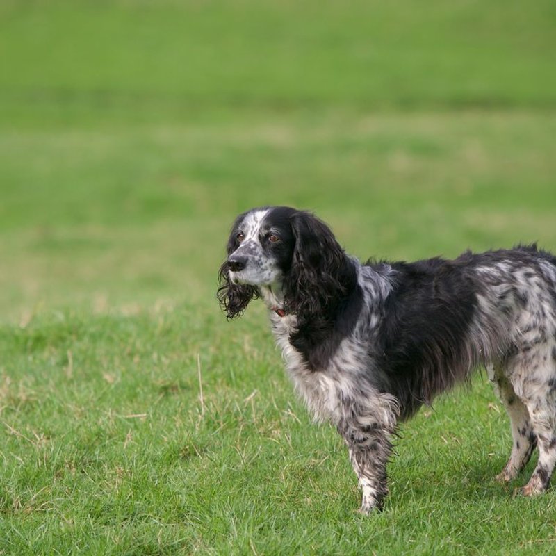 Setter Anglais - photo galerie 1