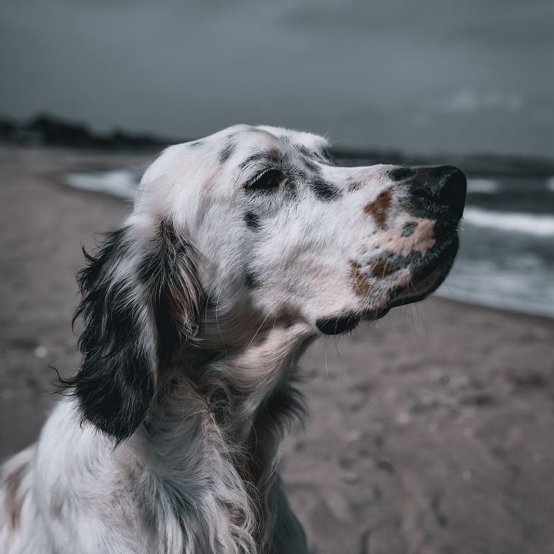 Setter Anglais - photo galerie 2