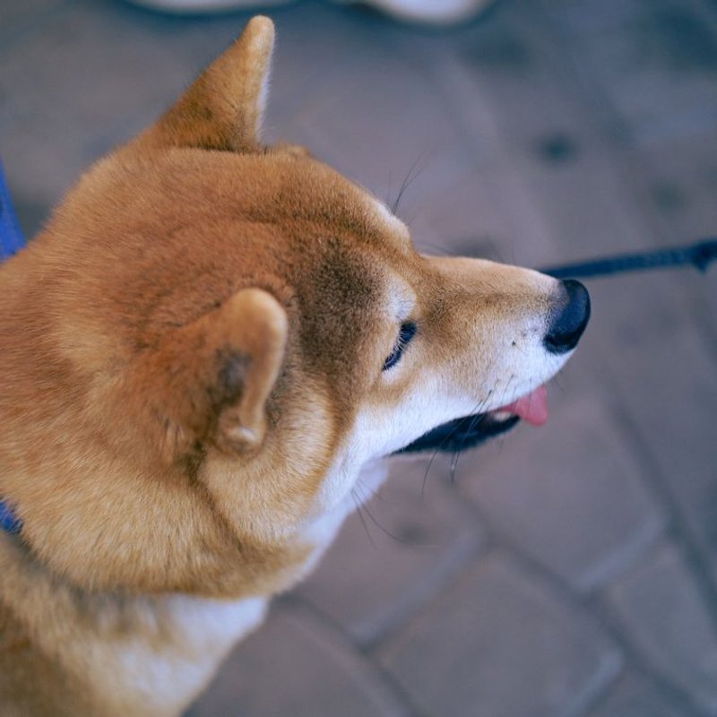 Shiba Inu - photo galerie 2