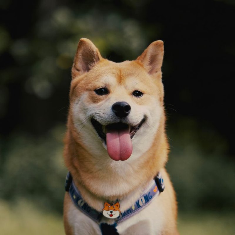 Shiba Inu - photo galerie 4