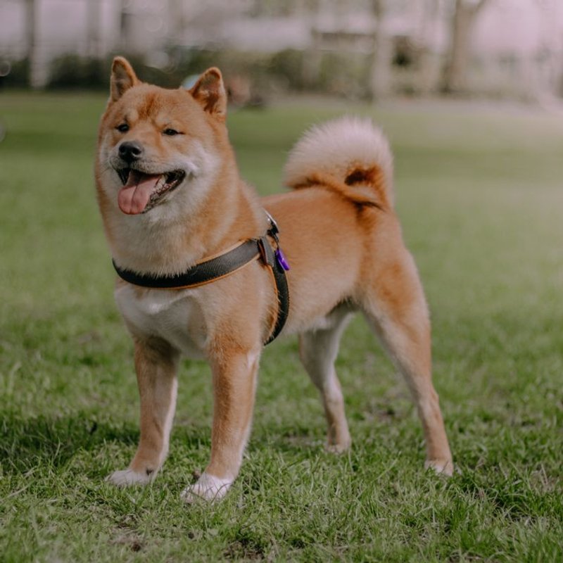 Shiba Inu - photo galerie 1