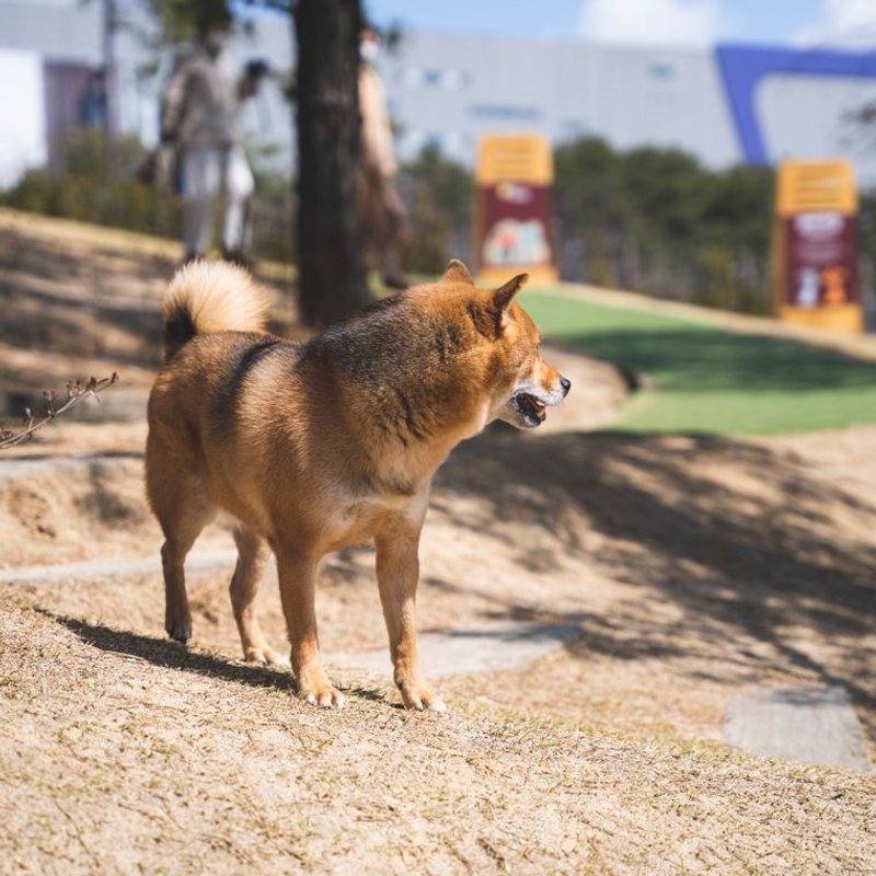 Shiba Inu - photo galerie 3