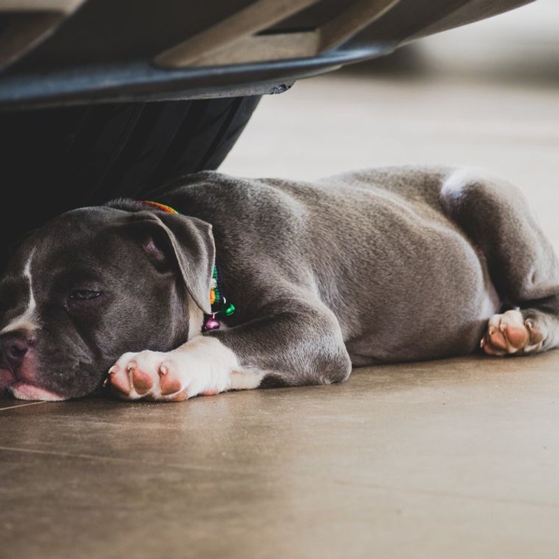 American Bully - photo galerie 4