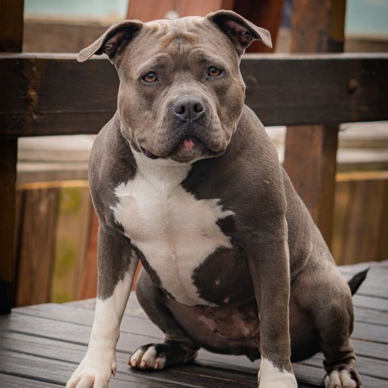 American Bully - photo galerie 3